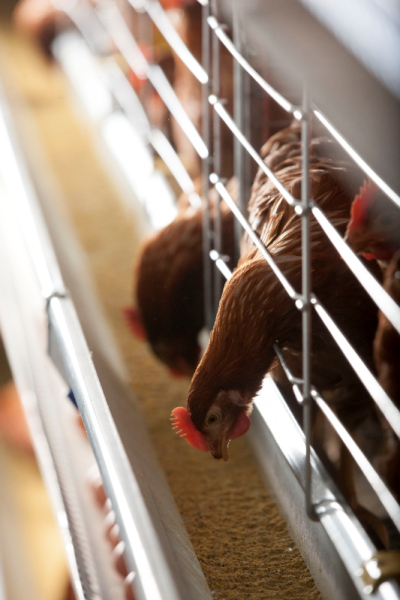 Cages