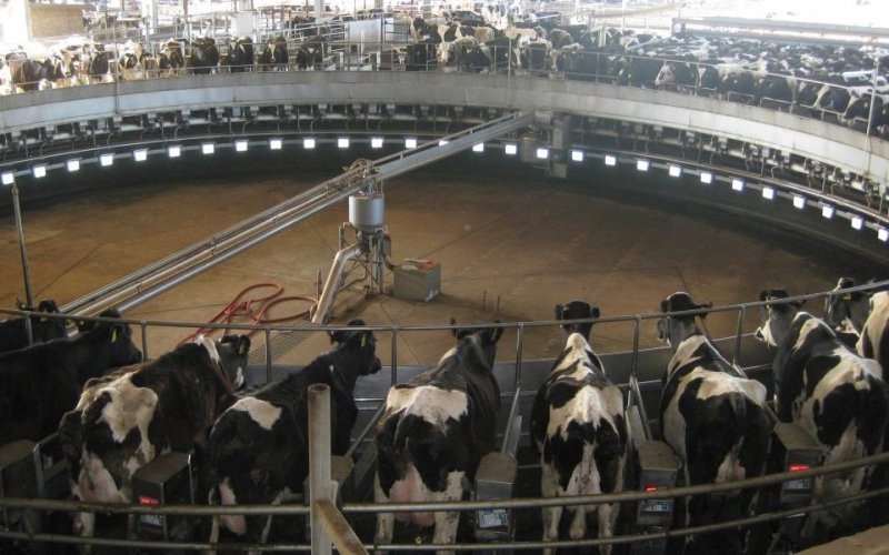 Carrousel milking parlour