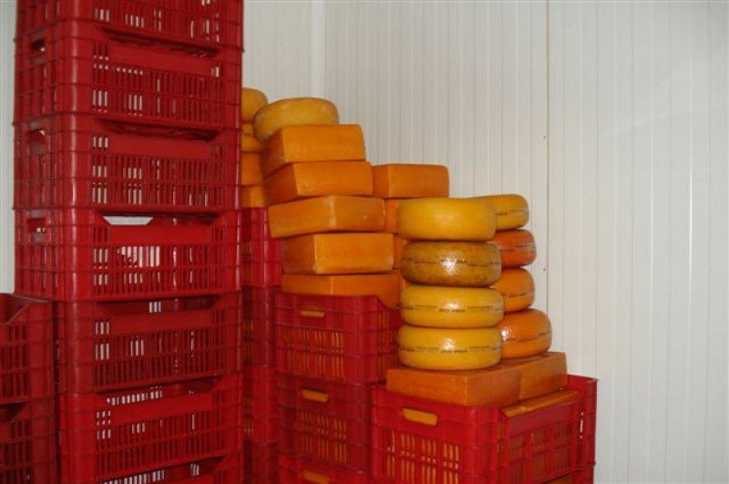 Cheese processing