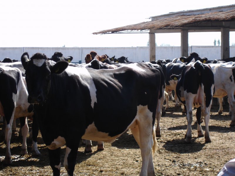 Pedigree heifers