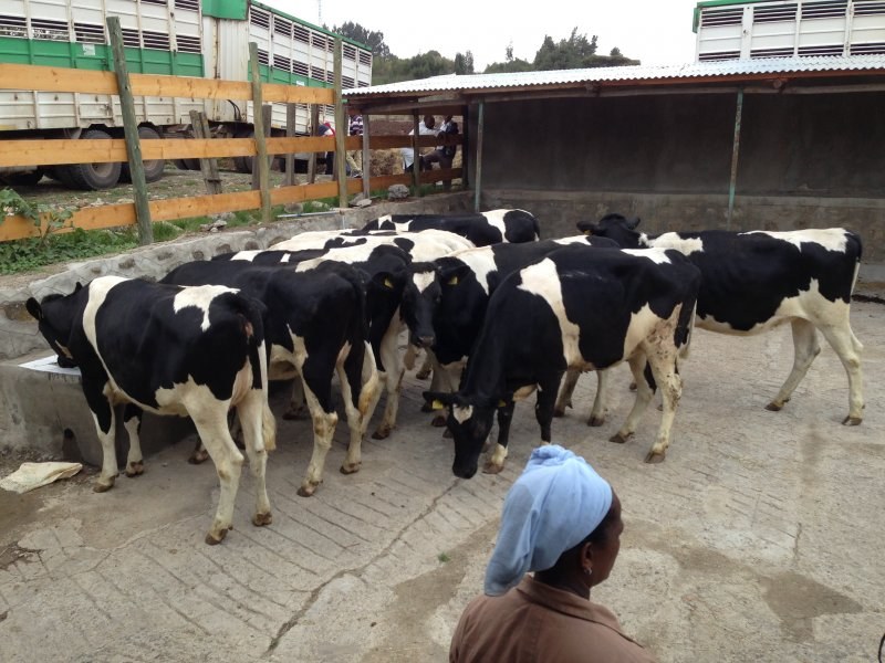 Pedigree heifers