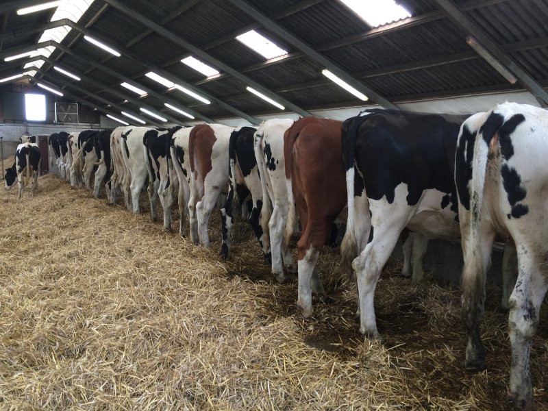 Pedigree heifers