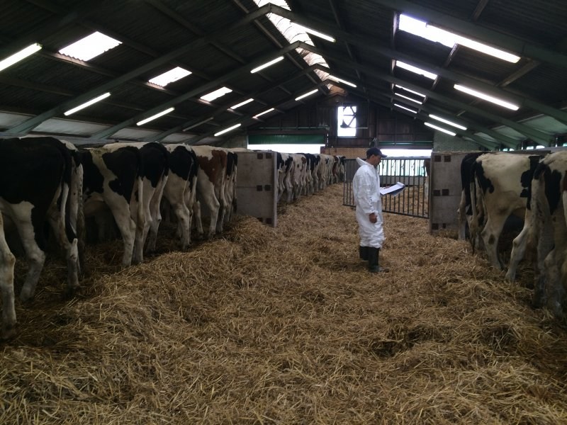 Pedigree heifers