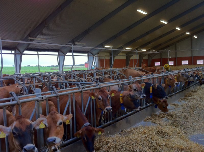 Pedigree Jersey heifers/cows