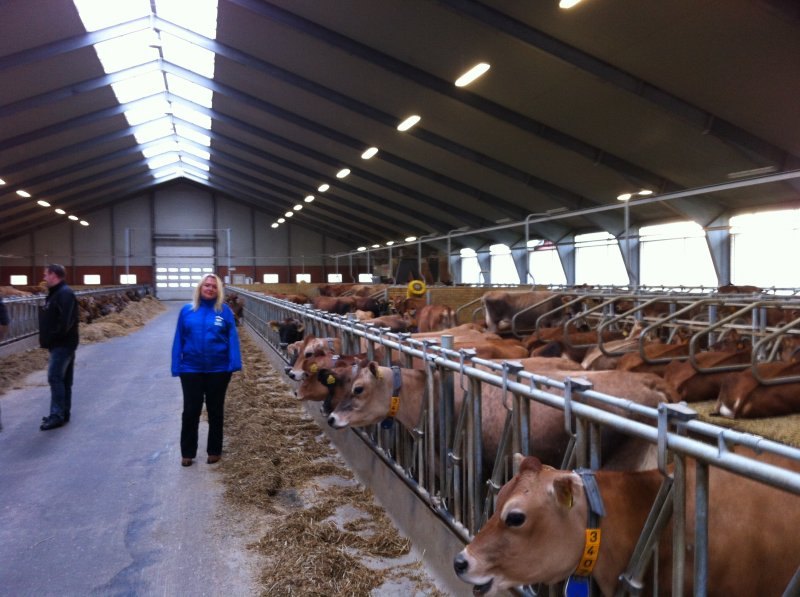 Pedigree Jersey heifers/cows