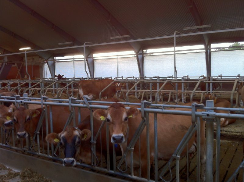 Pedigree Jersey heifers/cows