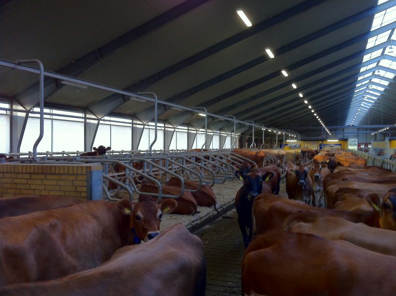 Pedigree Jersey heifers/cows