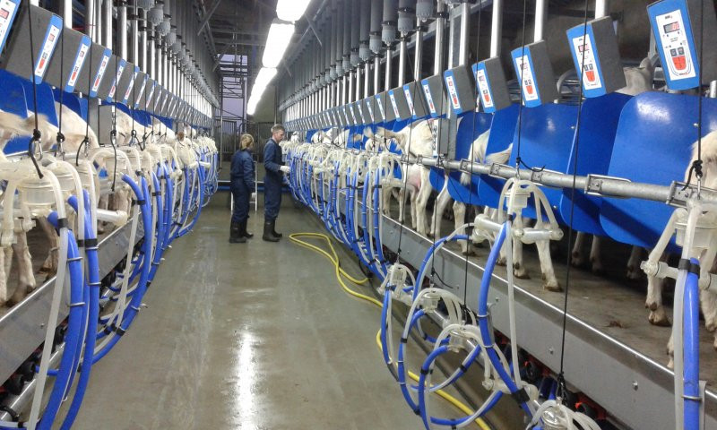 Rapid exit side by side milking parlour goats