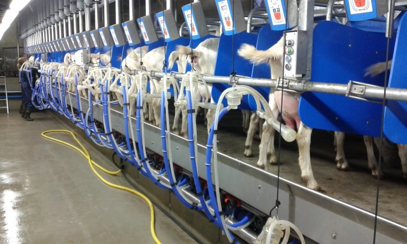 Rapid exit side by side milking parlour goats