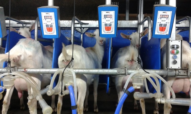 Rapid exit side by side milking parlour goats