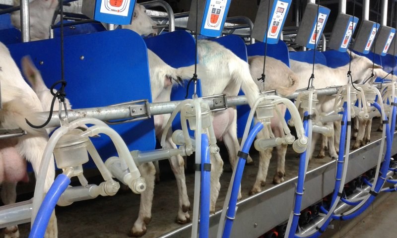 Rapid exit side by side milking parlour goats