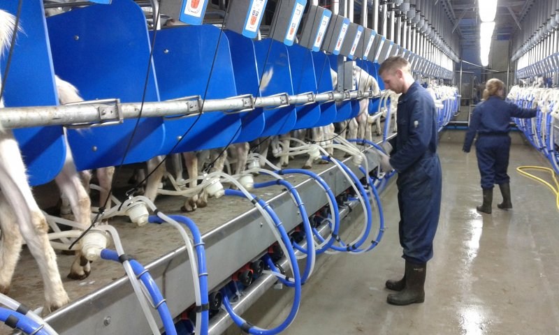 Rapid exit side by side milking parlour goats
