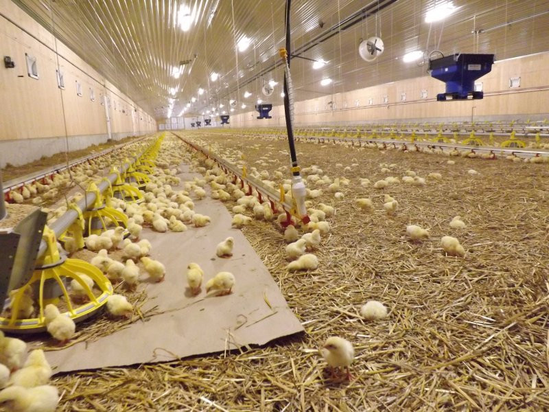 Feeding and drinking systems