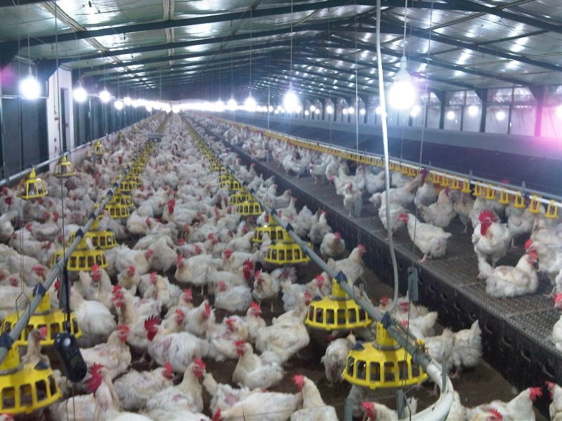 Feeding and drinking systems