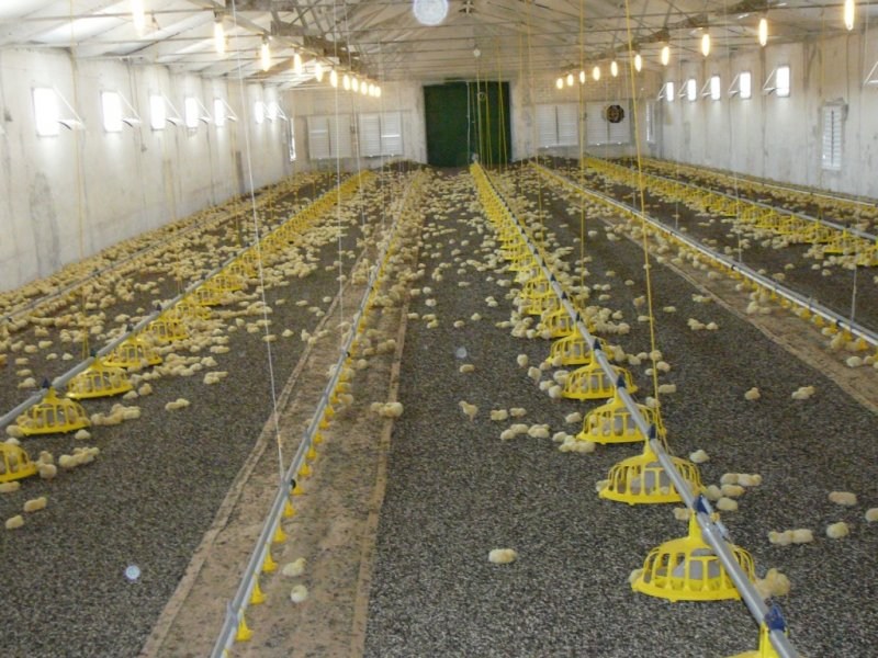 Feeding and drinking systems