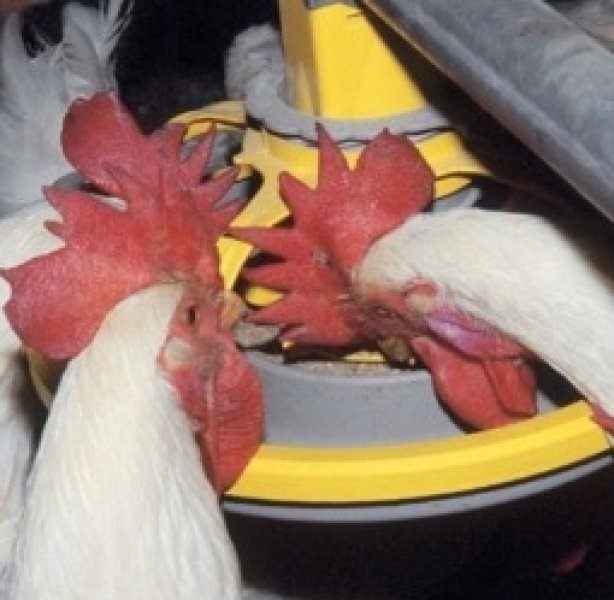 Feeding and drinking systems