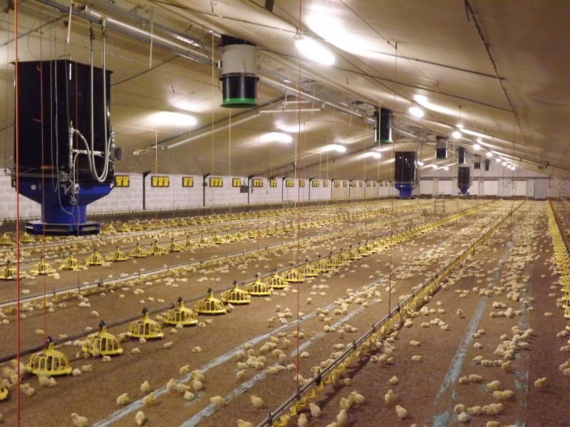 Feeding and drinking systems