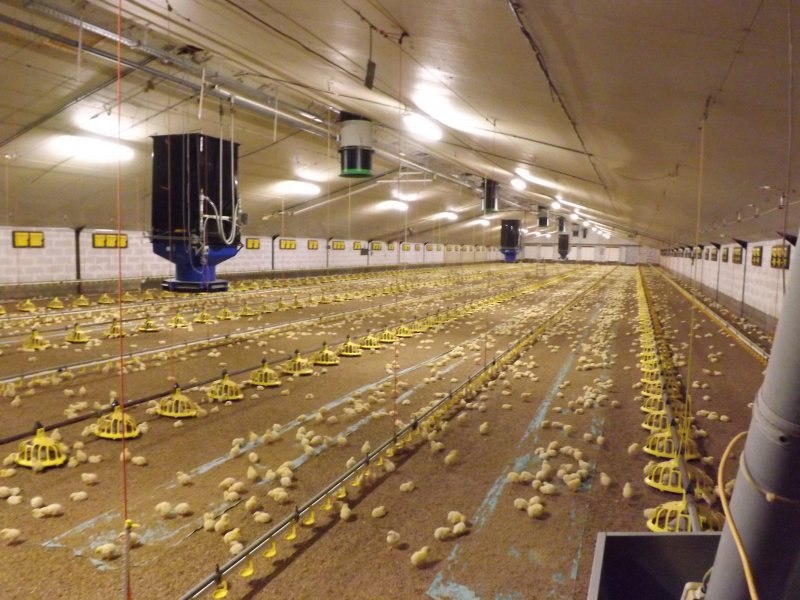 Feeding and drinking systems