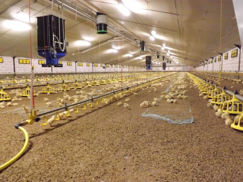 Feeding and drinking systems