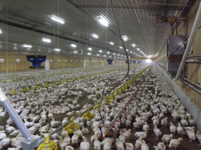 Feeding and drinking systems