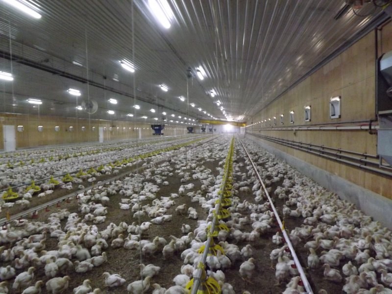 Feeding and drinking systems