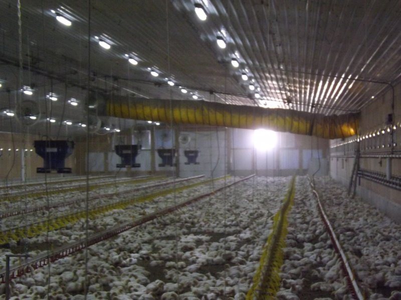 Feeding and drinking systems