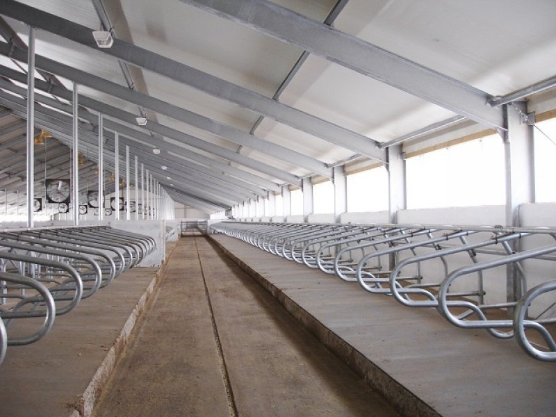 Kazachstan, DFP 1100 cows