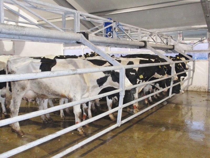 Kazachstan, DFP 1100 cows