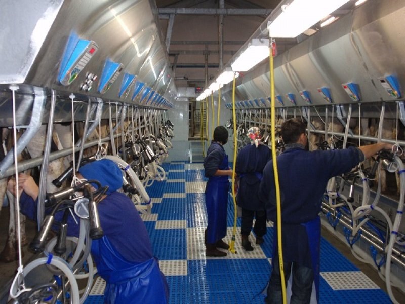 Kazachstan, DFP 1100 cows