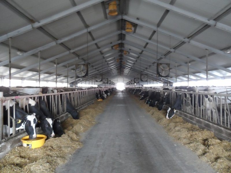 Kazachstan, DFP 1100 cows