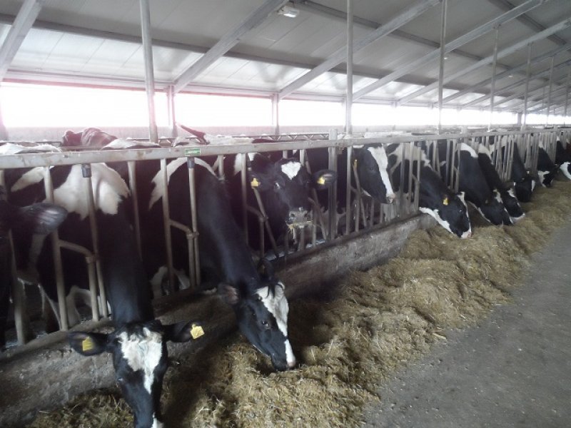 Kazachstan, DFP 1100 cows