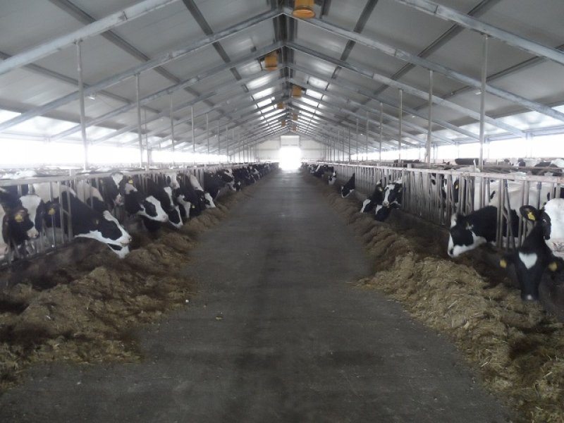 Kazachstan, DFP 1100 cows