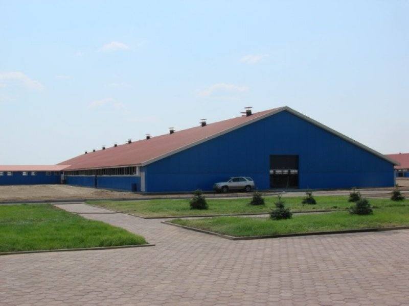 Kazachstan, DFP 1100 cows