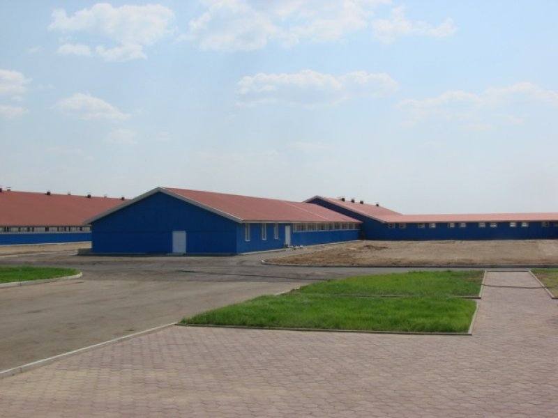 Kazachstan, DFP 1100 cows