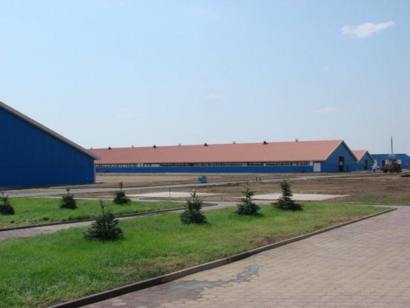Kazachstan, DFP 1100 cows