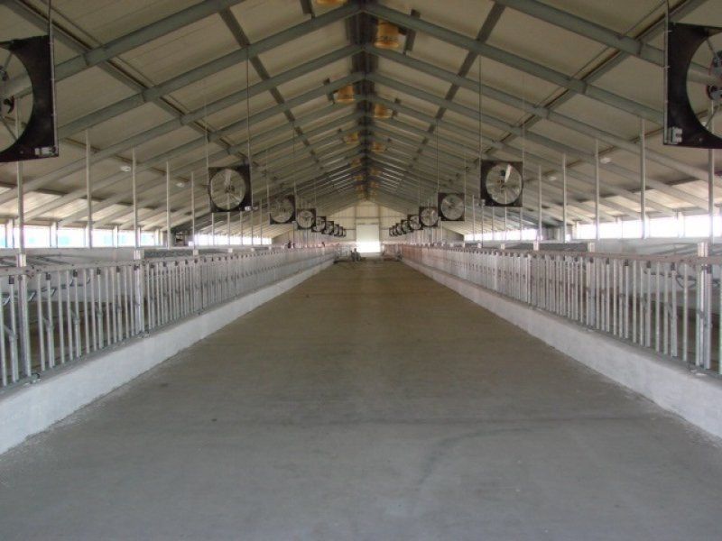 Kazachstan, DFP 1100 cows