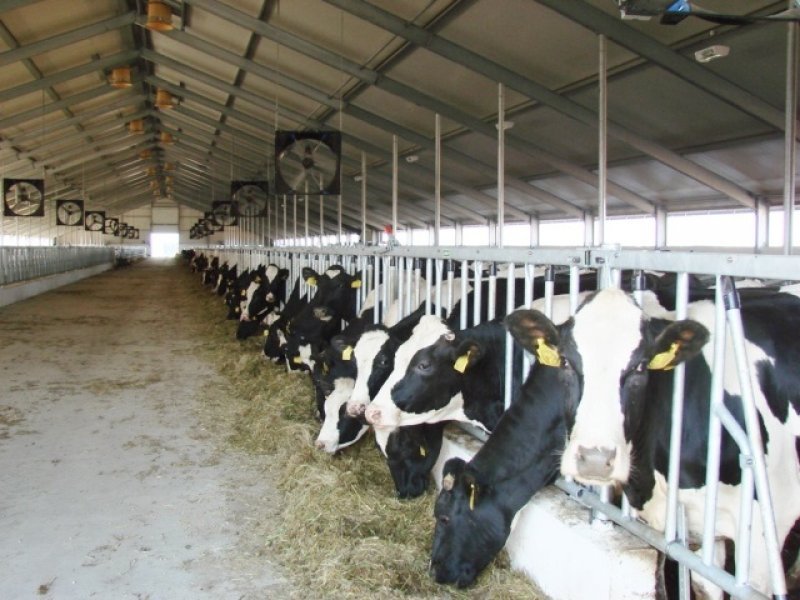 Kazachstan, DFP 1100 cows