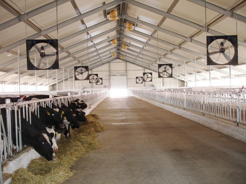 Kazachstan, DFP 1100 cows