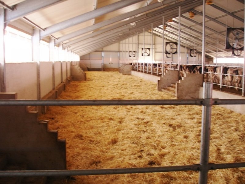 Kazachstan, DFP 1100 cows