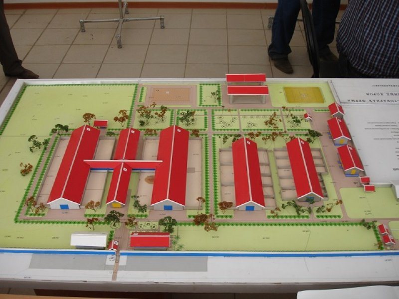 Kazachstan, DFP 1100 cows