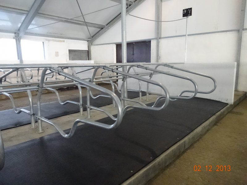 Kazachstan, DFP 500 cows