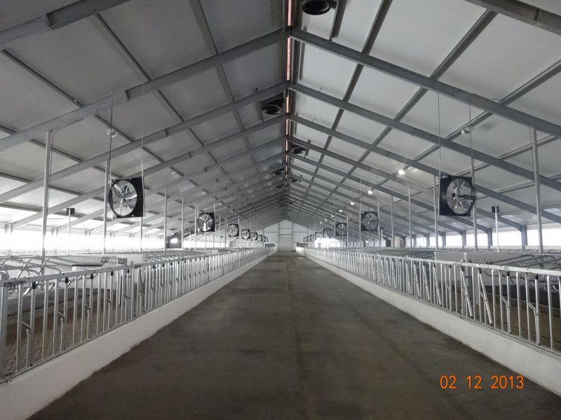 Kazachstan, DFP 500 cows