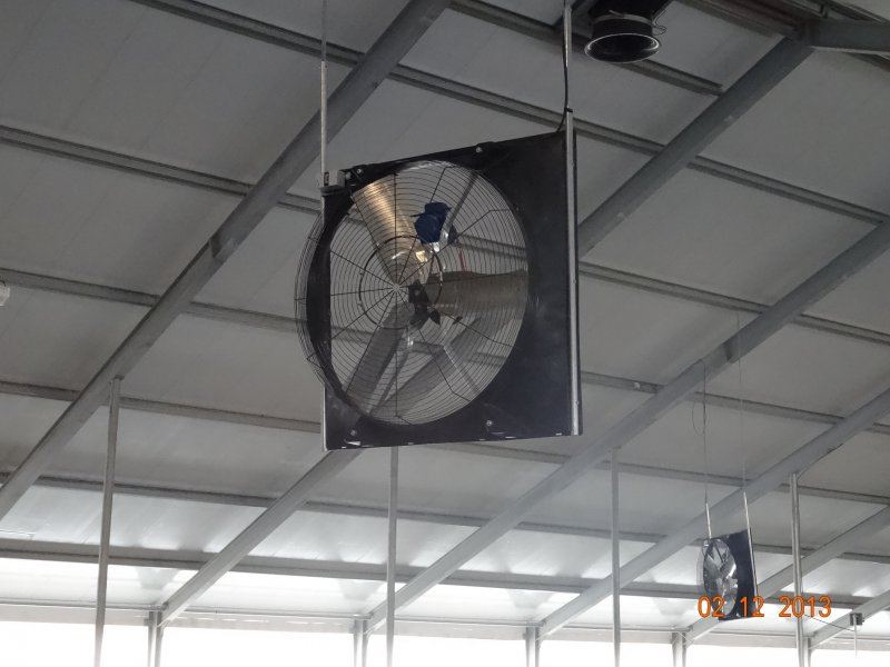 Kazachstan, DFP 500 cows