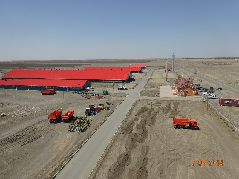 Kazachstan, DFP 500 cows