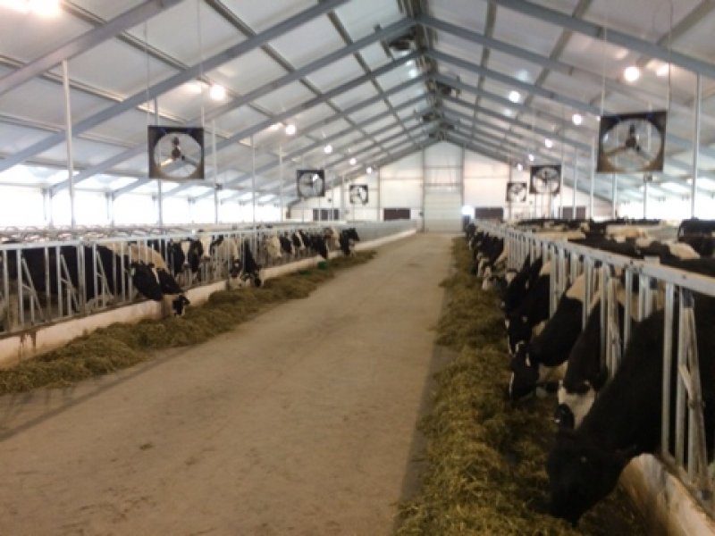 Kazachstan, DFP 500 cows