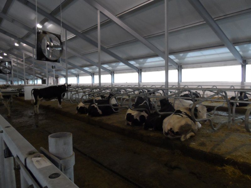 Kazachstan, DFP 500 cows