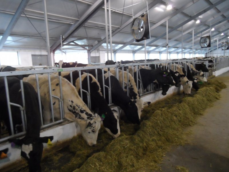 Kazachstan, DFP 500 cows