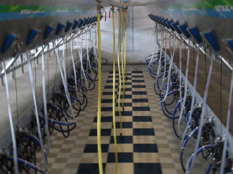 Kazachstan, DFP 500 cows