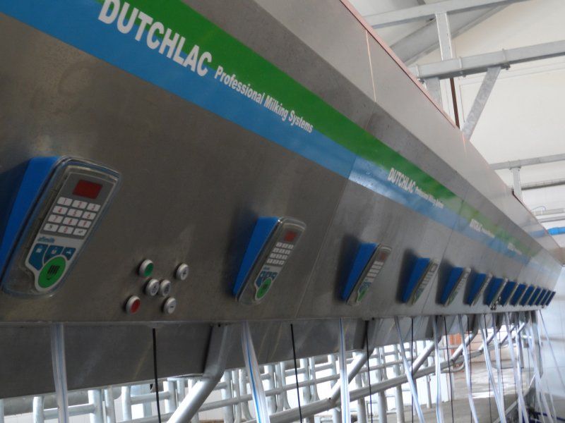 Kazachstan, DFP 500 cows