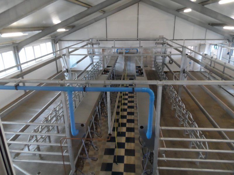 Kazachstan, DFP 500 cows